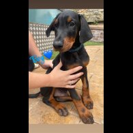 Doberman - Both