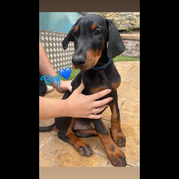 Doberman - Both
