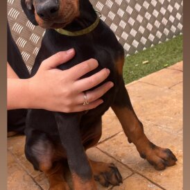 Doberman - Both