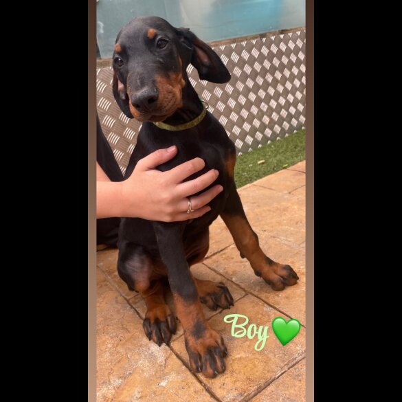 Doberman - Both