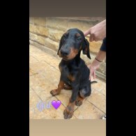 Doberman - Both