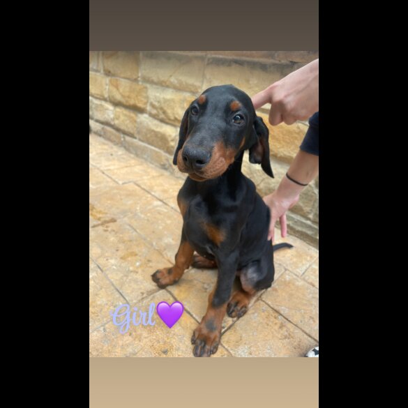 Doberman - Both