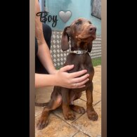 Doberman - Both