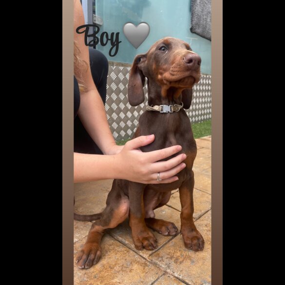 Doberman - Both