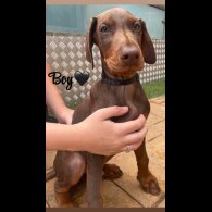 Doberman - Both