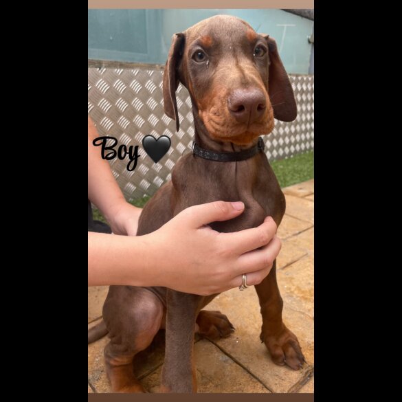 Doberman - Both