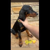 Doberman - Both