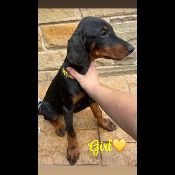 Doberman - Both