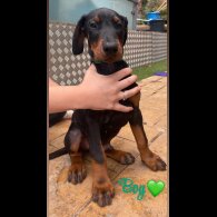 Doberman - Both