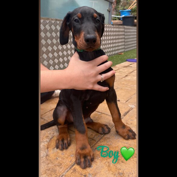 Doberman - Both
