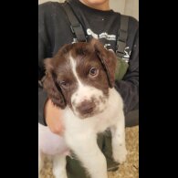English Springer Spaniel - Both