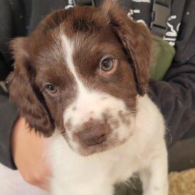 English Springer Spaniel - Both