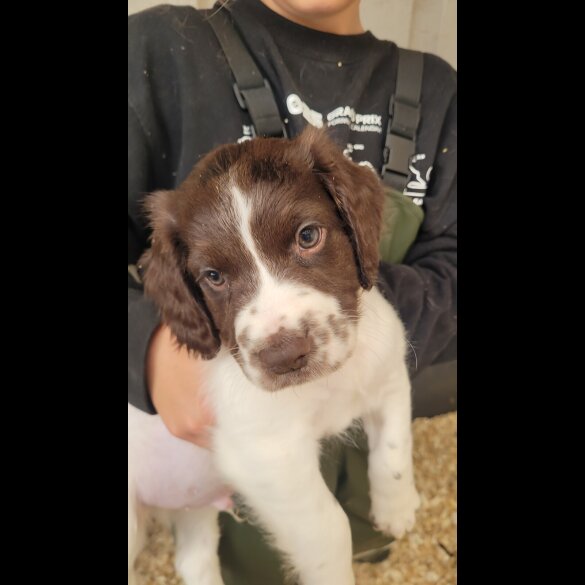 English Springer Spaniel - Both
