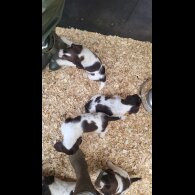 English Springer Spaniel - Both