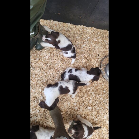 English Springer Spaniel - Both