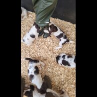 English Springer Spaniel - Both