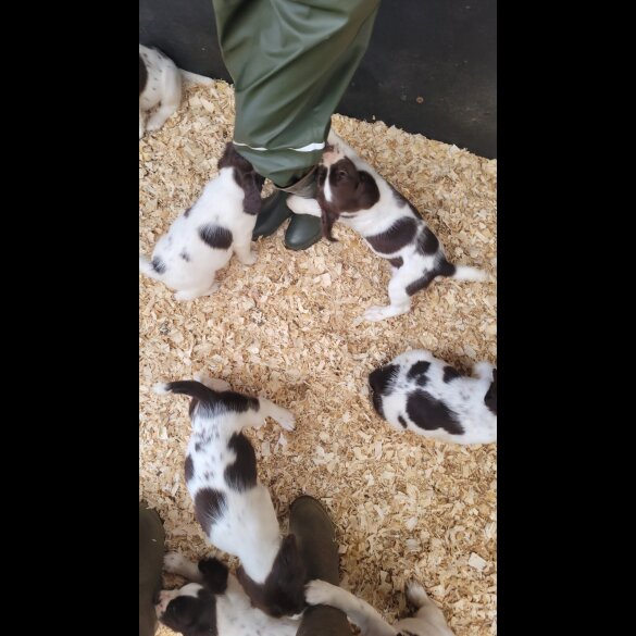 English Springer Spaniel - Both