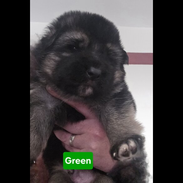 German Shepherd (Alsatian) - Both