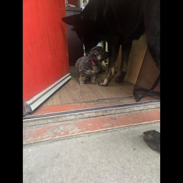 German Shepherd (Alsatian) - Both