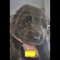 German Shepherd (Alsatian) - Both