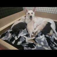 German Shepherd (Alsatian) - Both