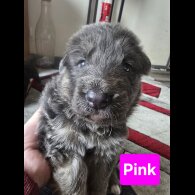German Shepherd (Alsatian) - Both