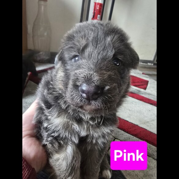 German Shepherd (Alsatian) - Both
