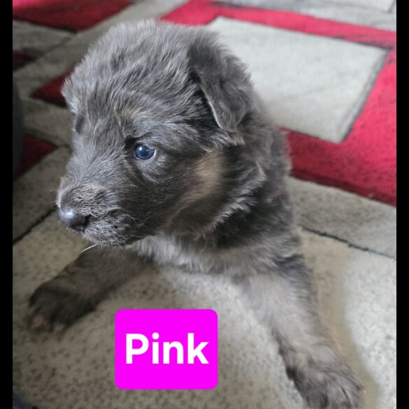 German Shepherd (Alsatian) - Both