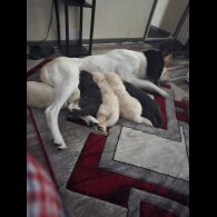 German Shepherd (Alsatian) - Both