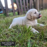 Golden Retriever - Both