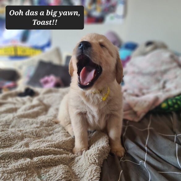 Golden Retriever - Both