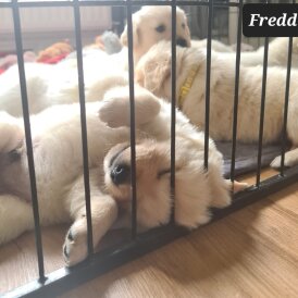 Golden Retriever - Both