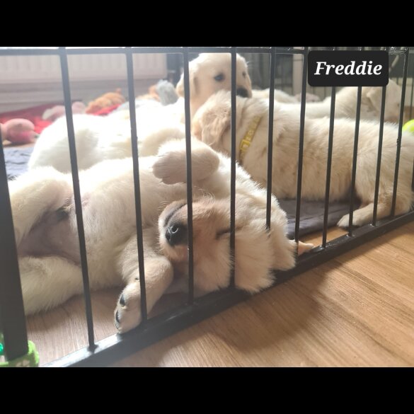 Golden Retriever - Both