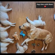 Golden Retriever - Both
