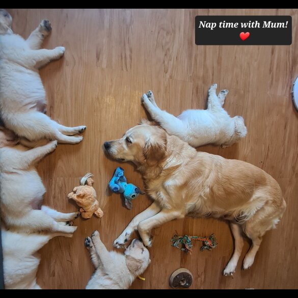 Golden Retriever - Both