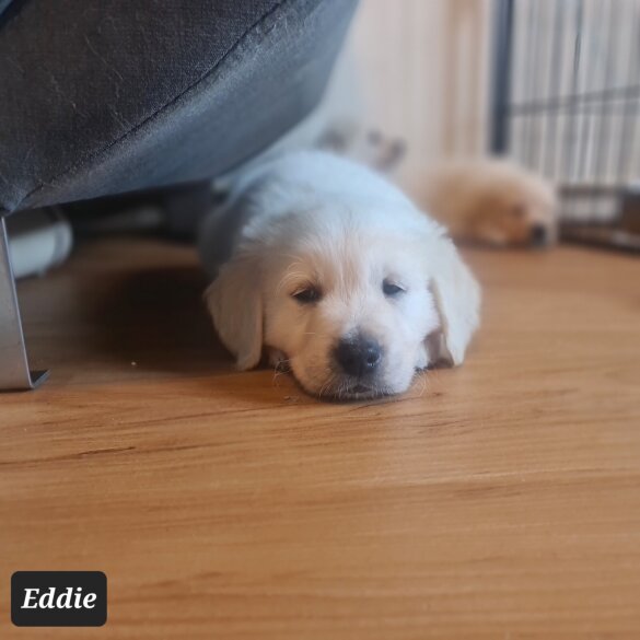 Golden Retriever - Both