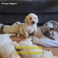 Golden Retriever - Both