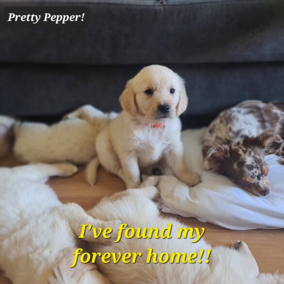 Golden Retriever - Both
