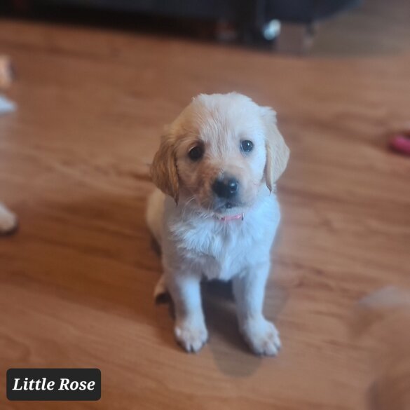 Golden Retriever - Both