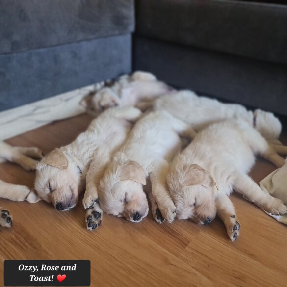 Golden Retriever - Both