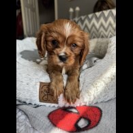 Cavalier King Charles Spaniel - Both