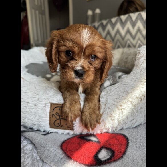 Cavalier King Charles Spaniel - Both