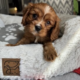 Cavalier King Charles Spaniel - Both