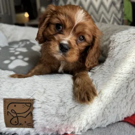 Cavalier King Charles Spaniel - Both
