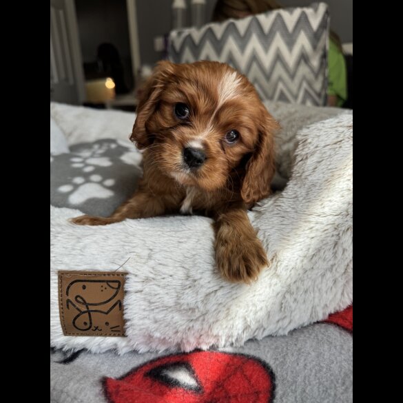 Cavalier King Charles Spaniel - Both