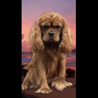Cavalier King Charles Spaniel - Both