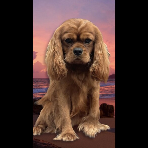 Cavalier King Charles Spaniel - Both