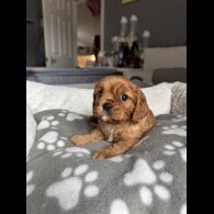 Cavalier King Charles Spaniel - Both