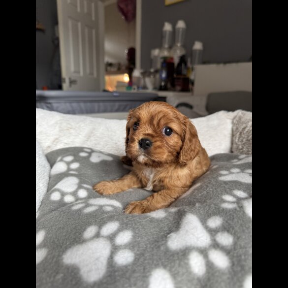 Cavalier King Charles Spaniel - Both