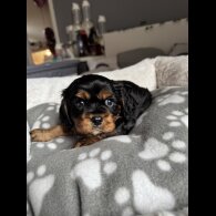Cavalier King Charles Spaniel - Both